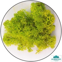 Geek Gaming Scenics Lichen - Reindeer Moss (Icelandic Moss) Apple Green (Spring)