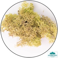 Geek Gaming Scenics Lichen - Reindeer Moss (Icelandic Moss) Old Green